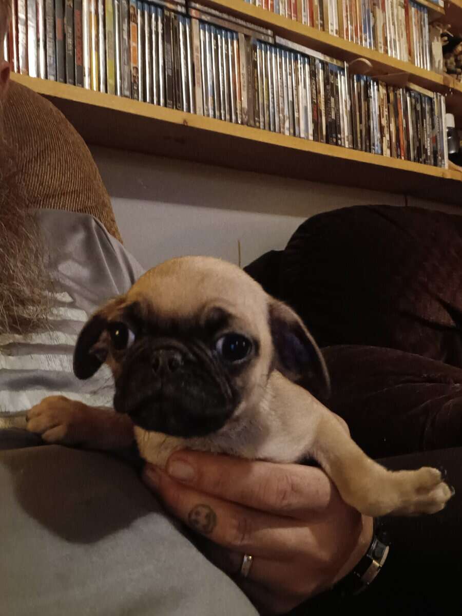Pug puppies image 3