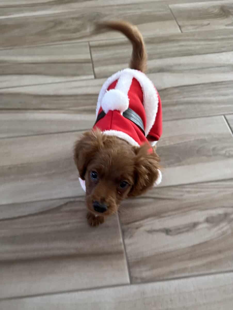 Cavapoo puppy! image 2