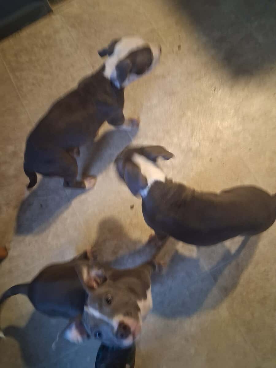 Pit bull puppies two males image 1