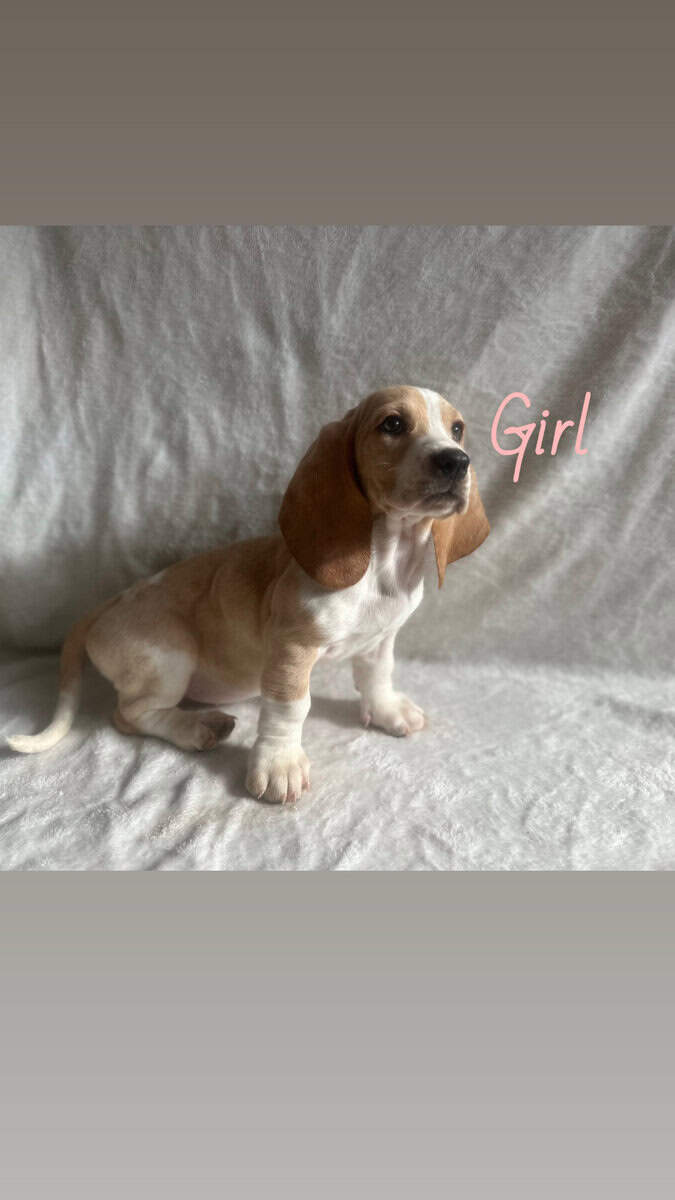 Purebred Basset Puppies image 1