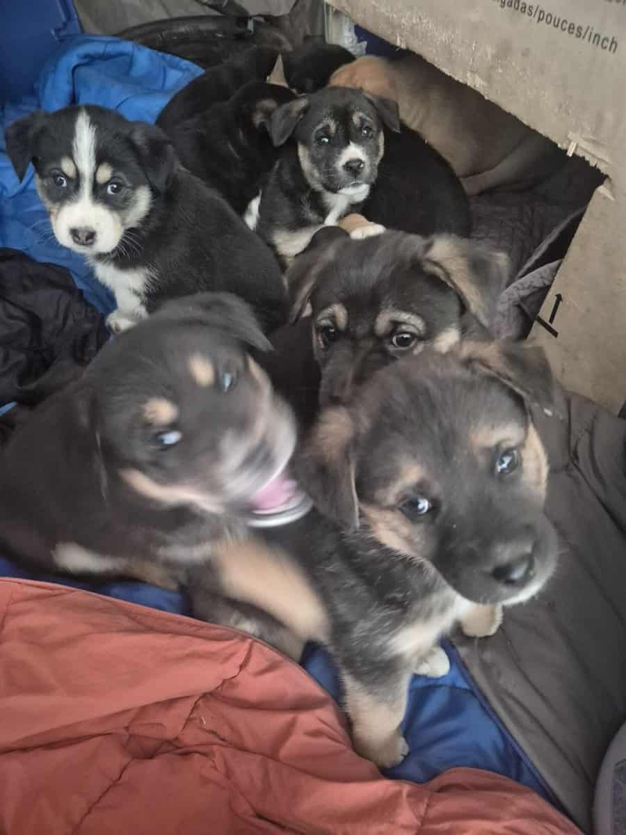 Blue Heeler Mom and German Shepherd Dad puppies image 11