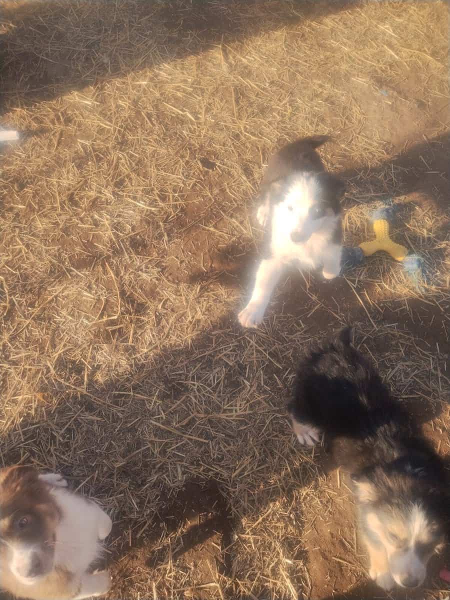 Mini Australian Shepherd puppies image 2