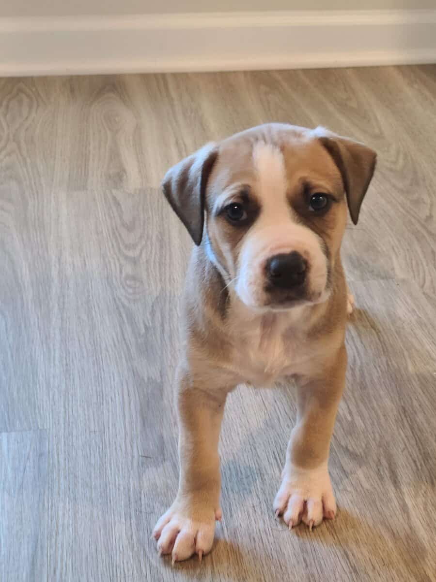 Three mix puppies for Sale image 1