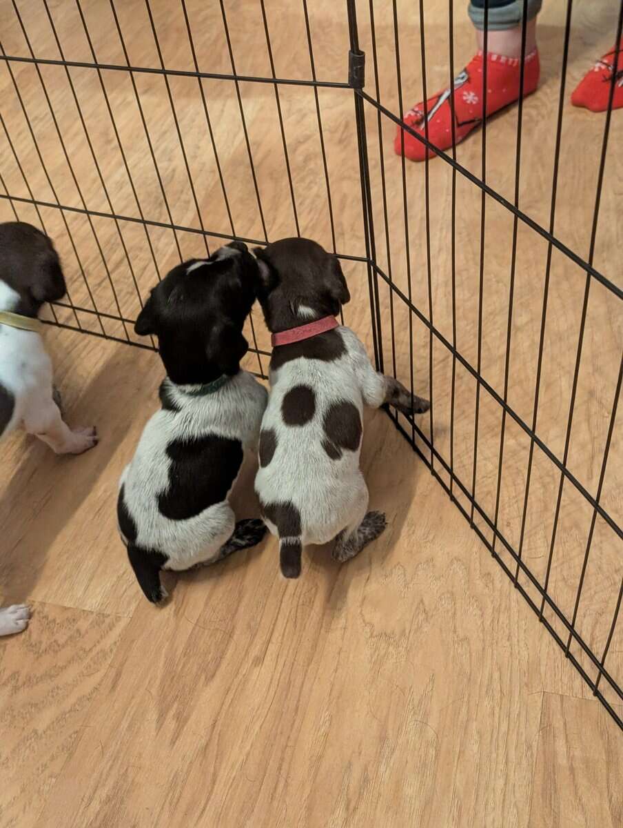 German Shorthair Pointer Puppies image 7