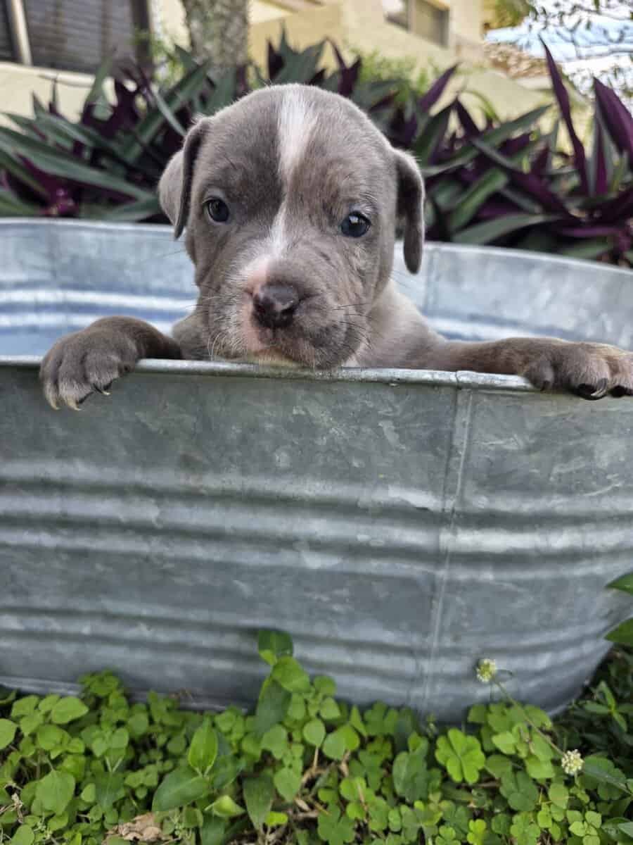 Bully puppies image 7