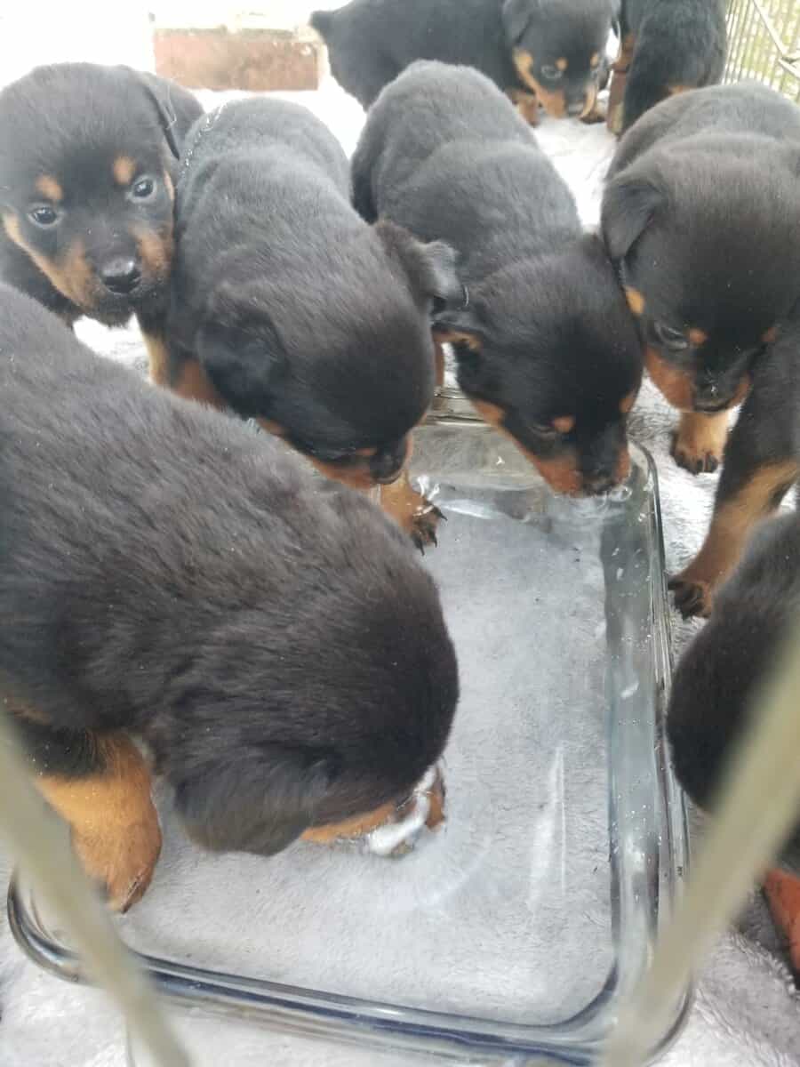 Rottweiler puppies image 1