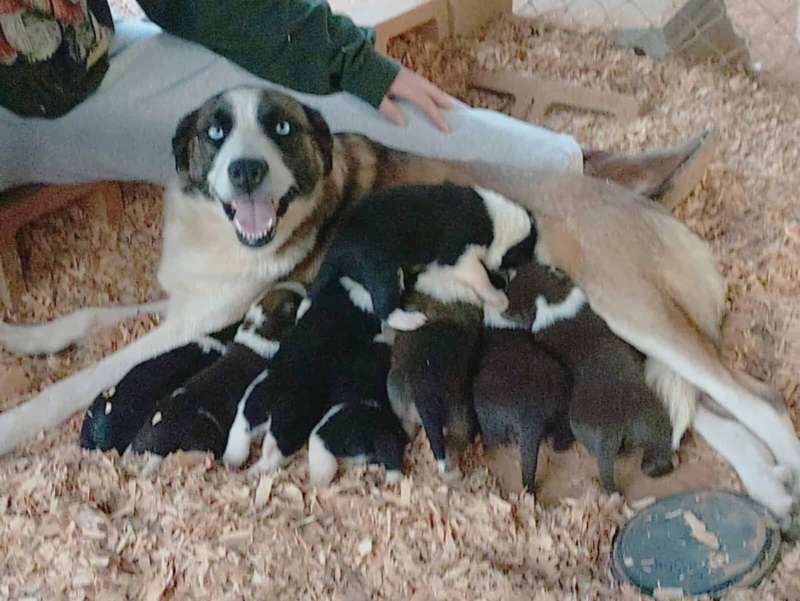 Border Collie/ Australian Shepard mix puppies image 1
