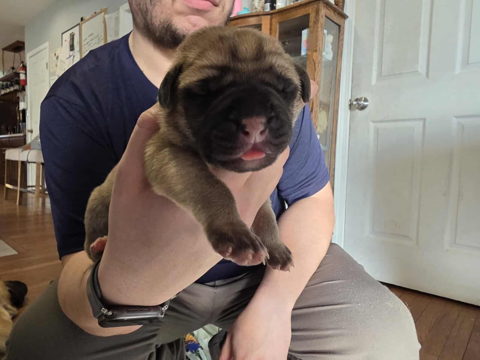English mastiffs puppies for sale image 13