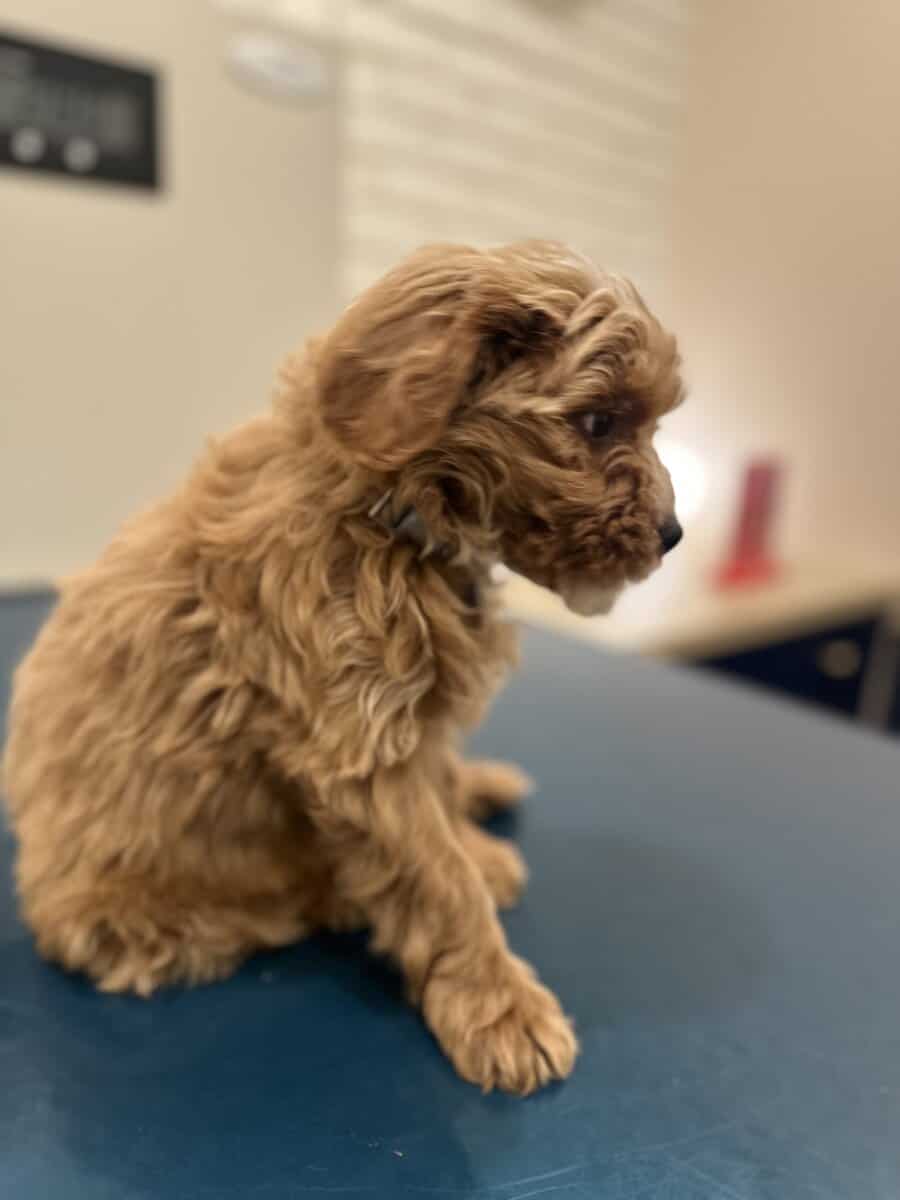 Mini GoldenDoodle image 1