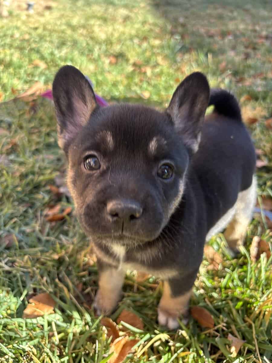 French Bulldog puppies image 10