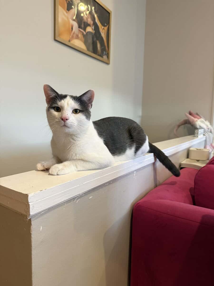 Sweet & Affectionate Cat Seeking an Only-Pet Home image 1
