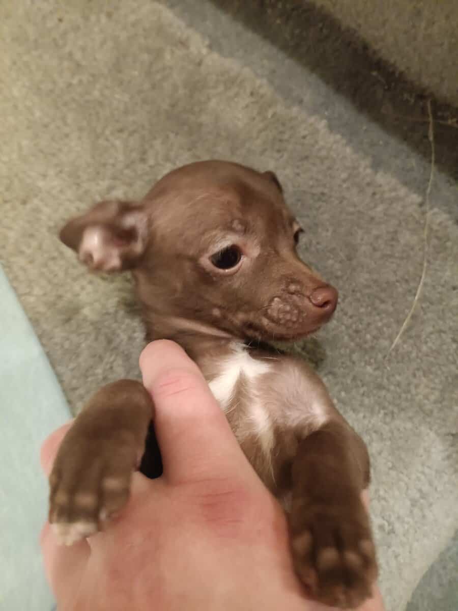 Chiweenie puppy 2/6 Precious female image 1