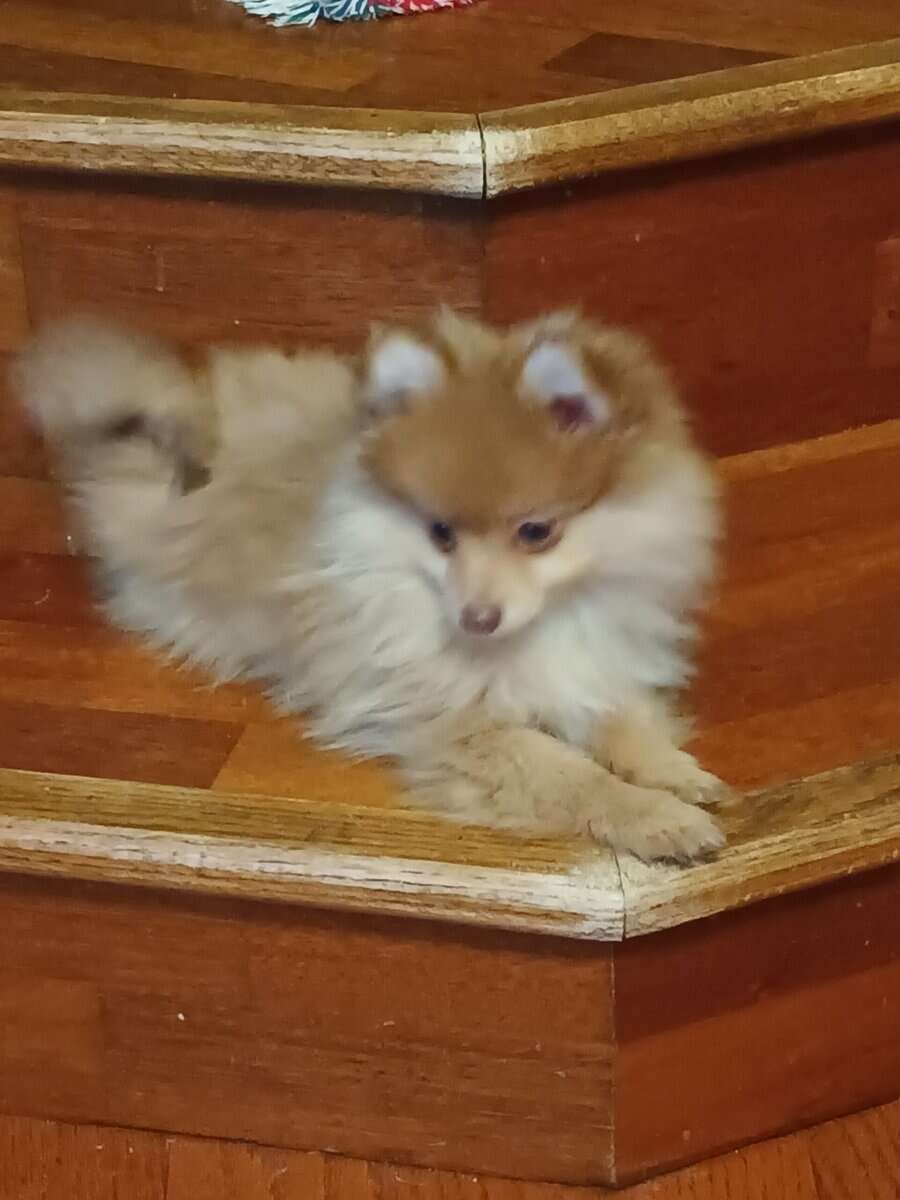 Pomeranian puppy image 6