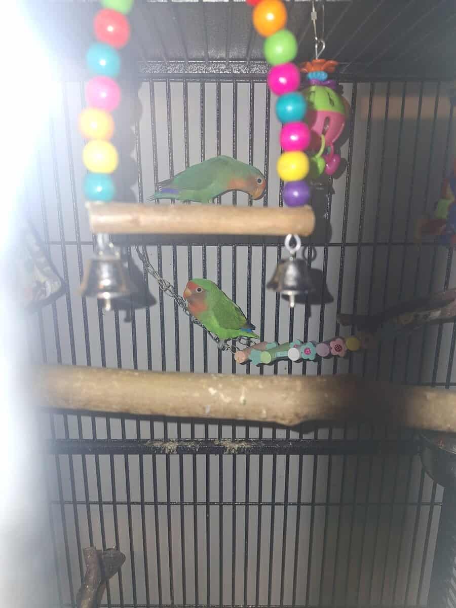 Love birds 2 sets with cage image 2