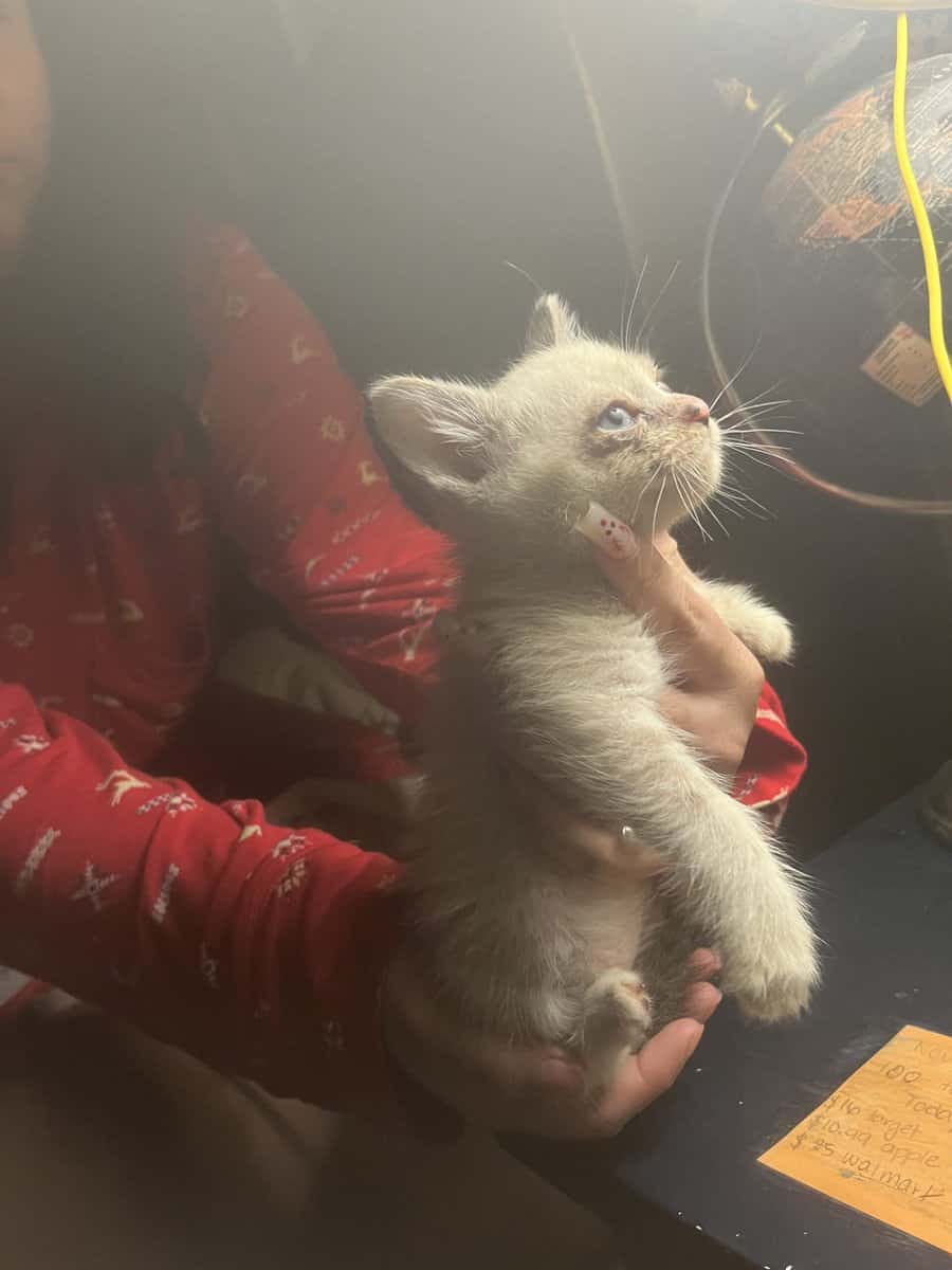 FREE KITTENS image 4