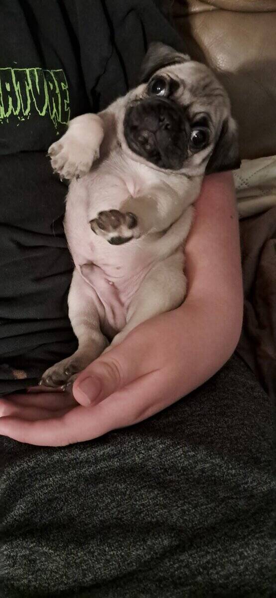 Pug puppies image 8