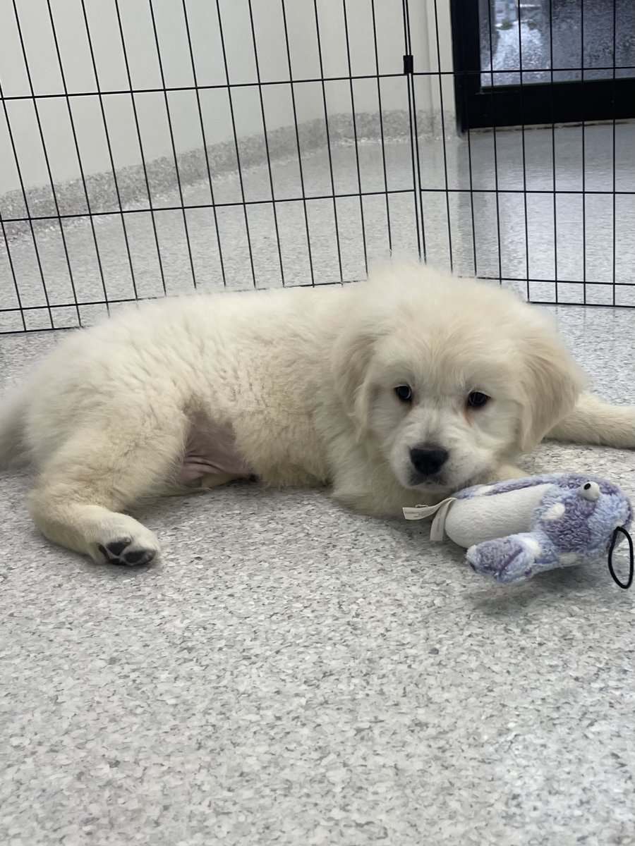 Meet Oakley! image 2