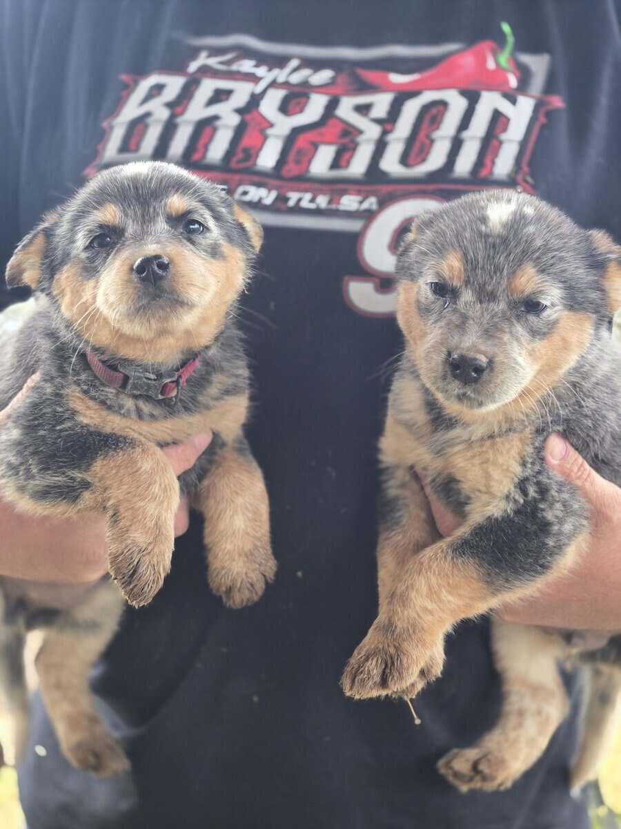 Blue heeler puppies image 1