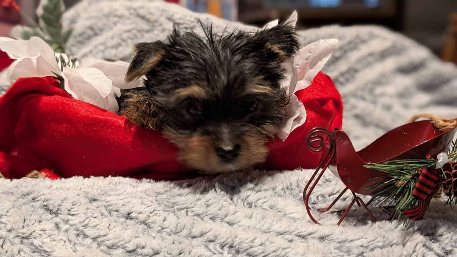 Adorable Party yorkies image 5