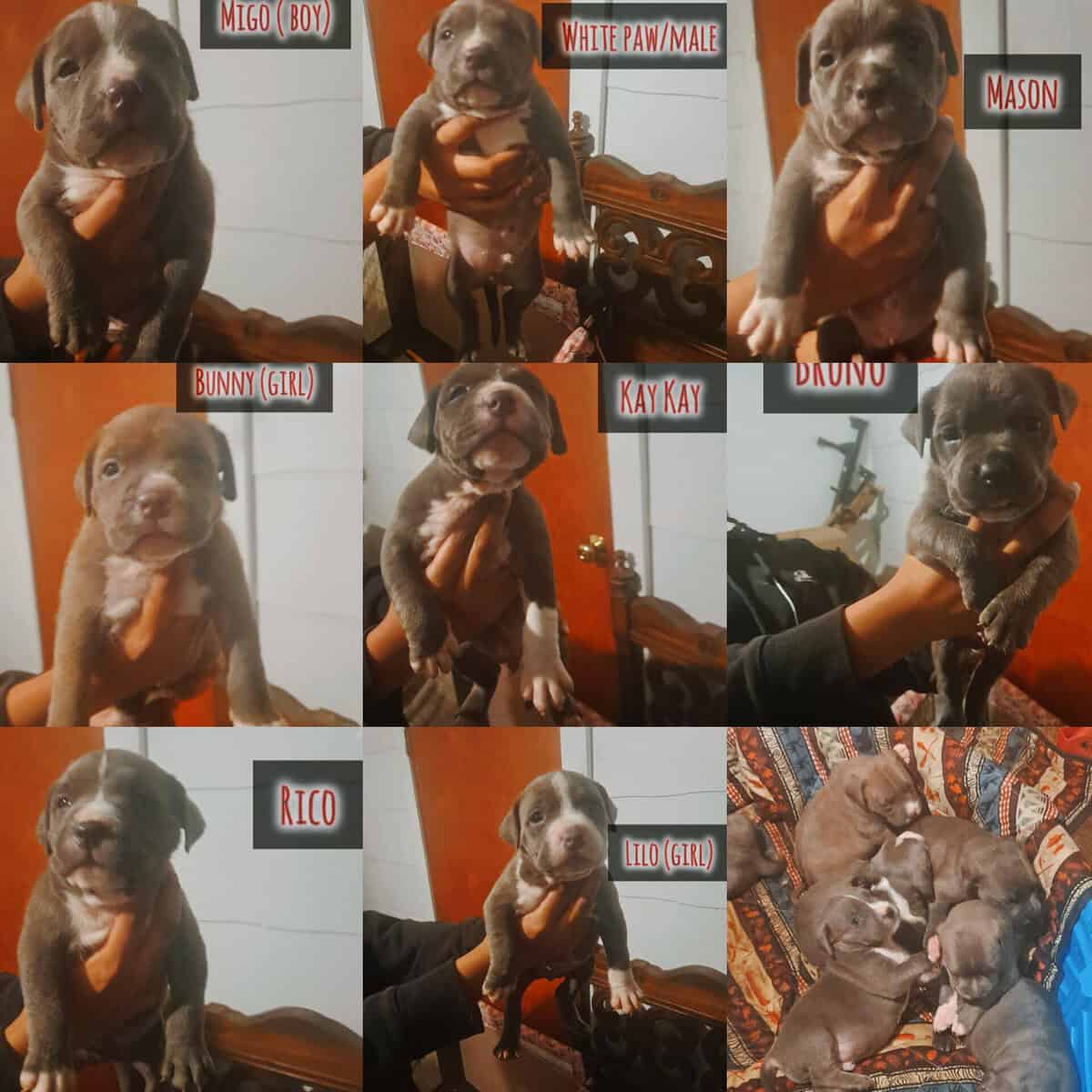 BRAND NEW AMERICAN BULLYS AVAILABLE image 1