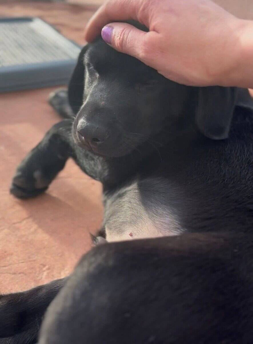 Black Labrador puppy AKC image 3