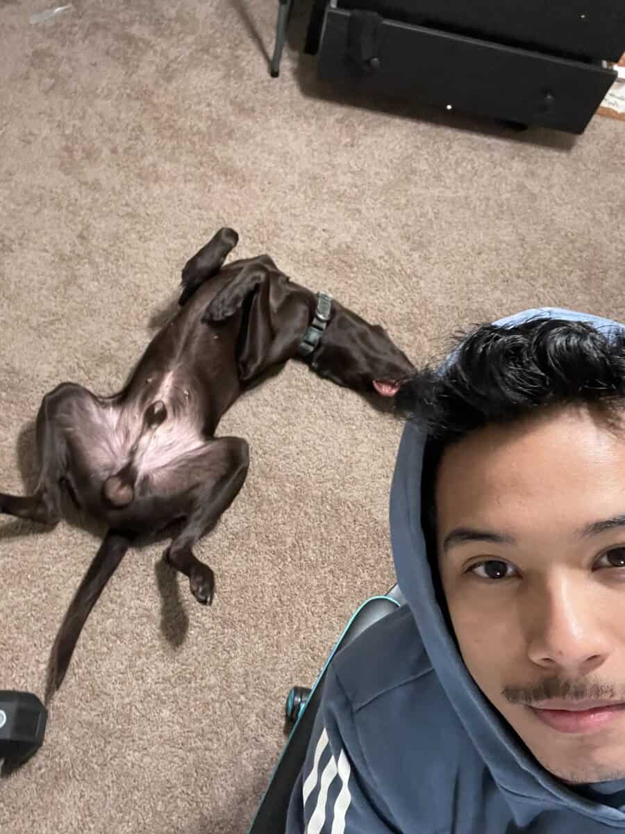 Lab mix Germán shorthaired pointer image 7