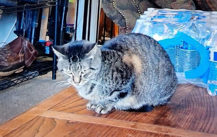 2 free cats image 3