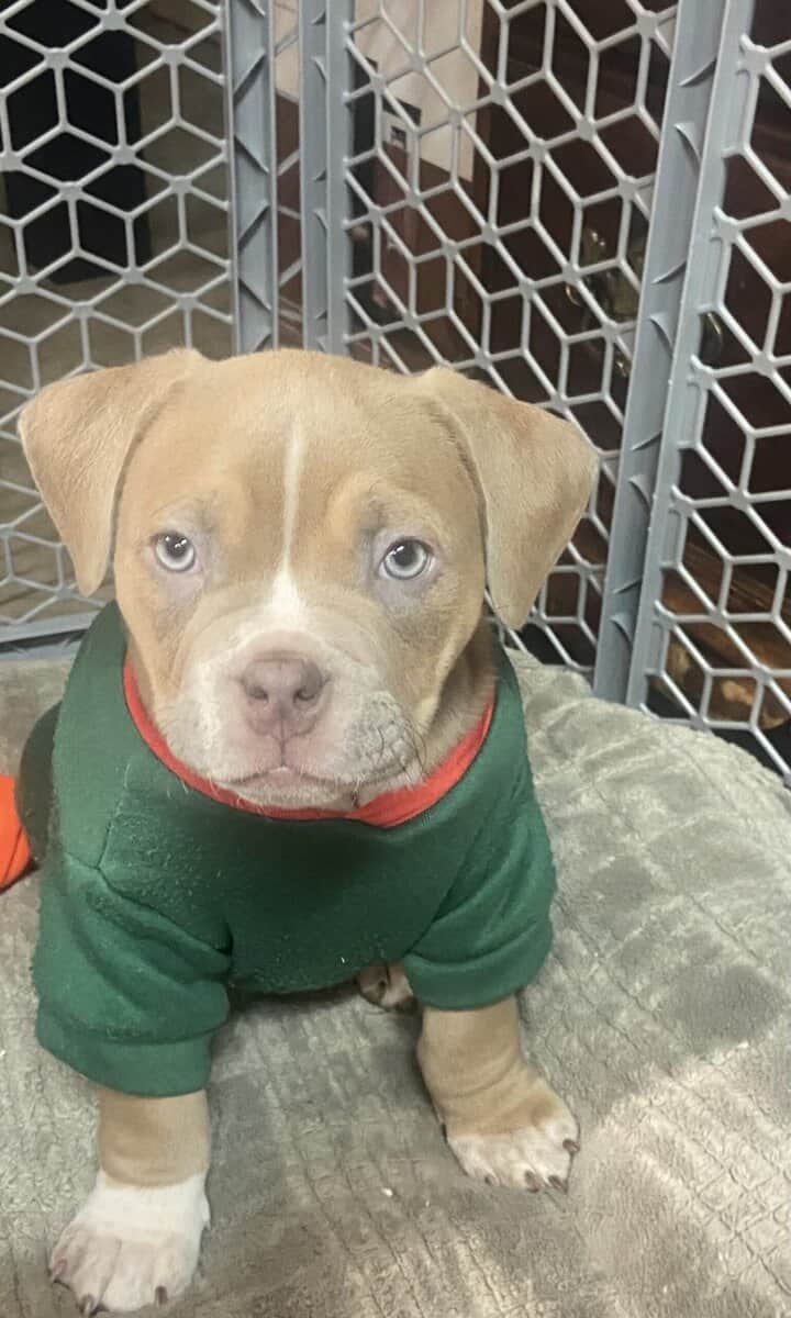 American bully image 4