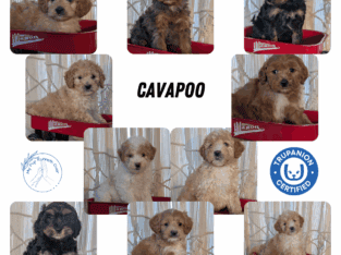 CAVAPOO PUPS