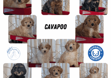 CAVAPOO PUPS