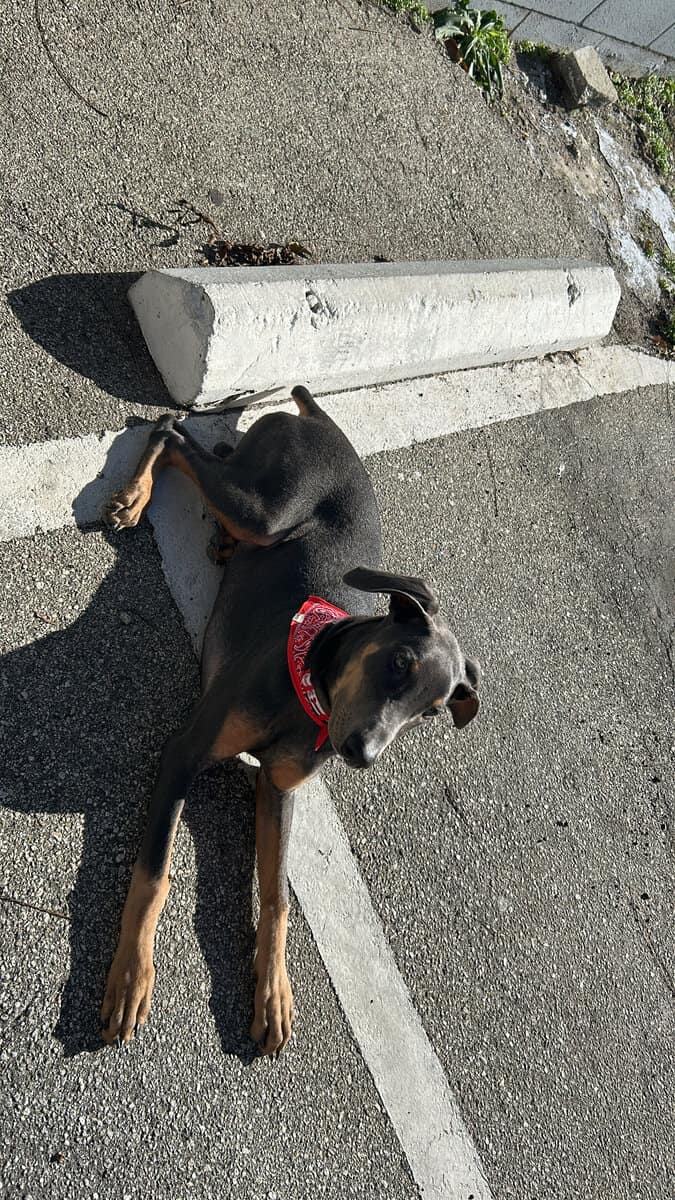 Doberman Puppy image 1