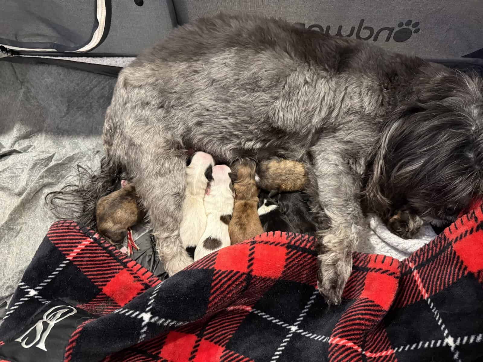 New Years Shih Tzus image 1