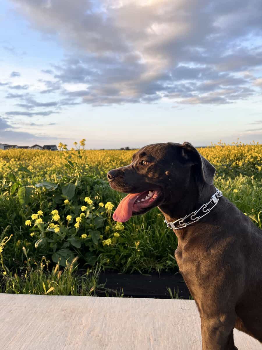 Cane Corso Female 3 Yr Old image 3