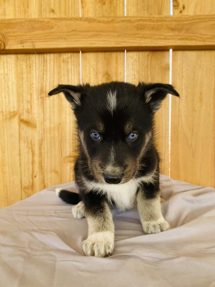 Husky Puppies image 2