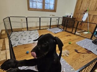 Cane Corso/Doberman puppy