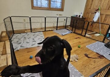 Cane Corso/Doberman puppy