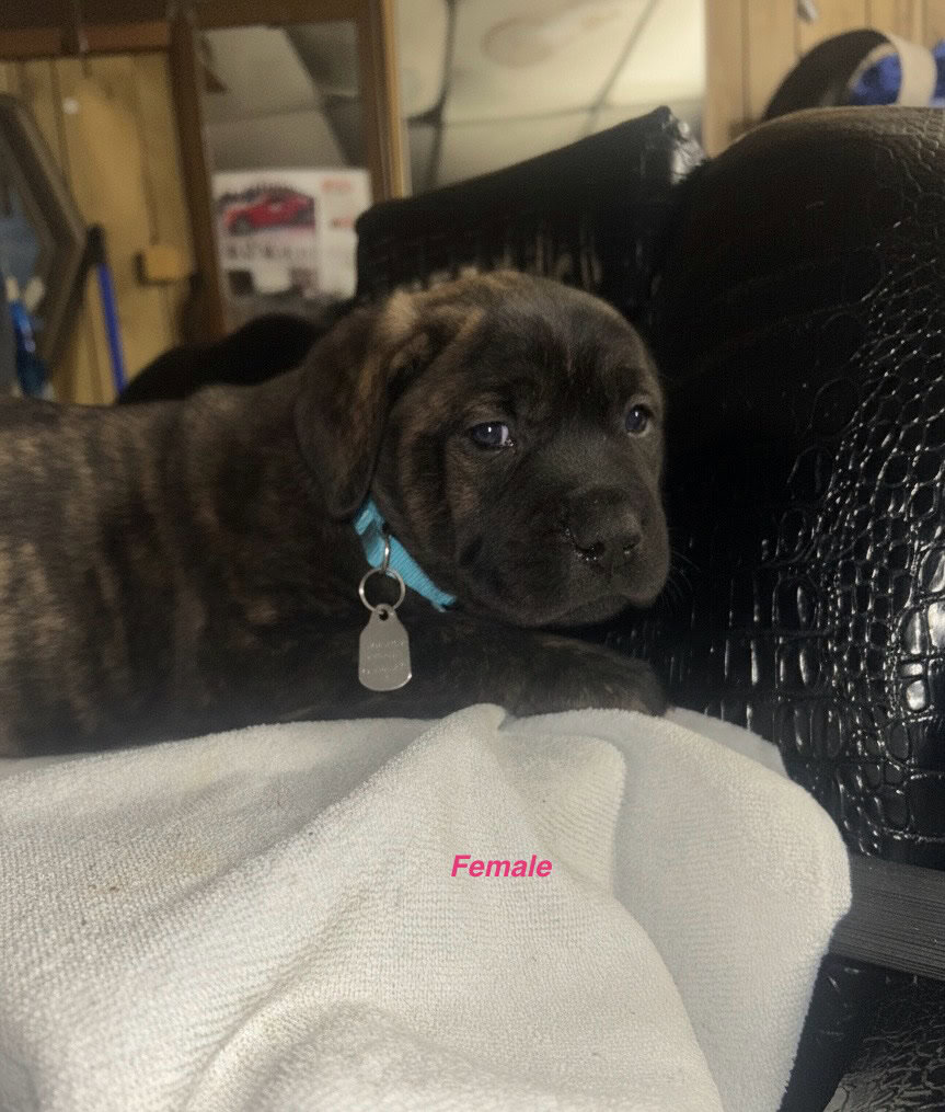 Cane Corso Pups For Sale image 3