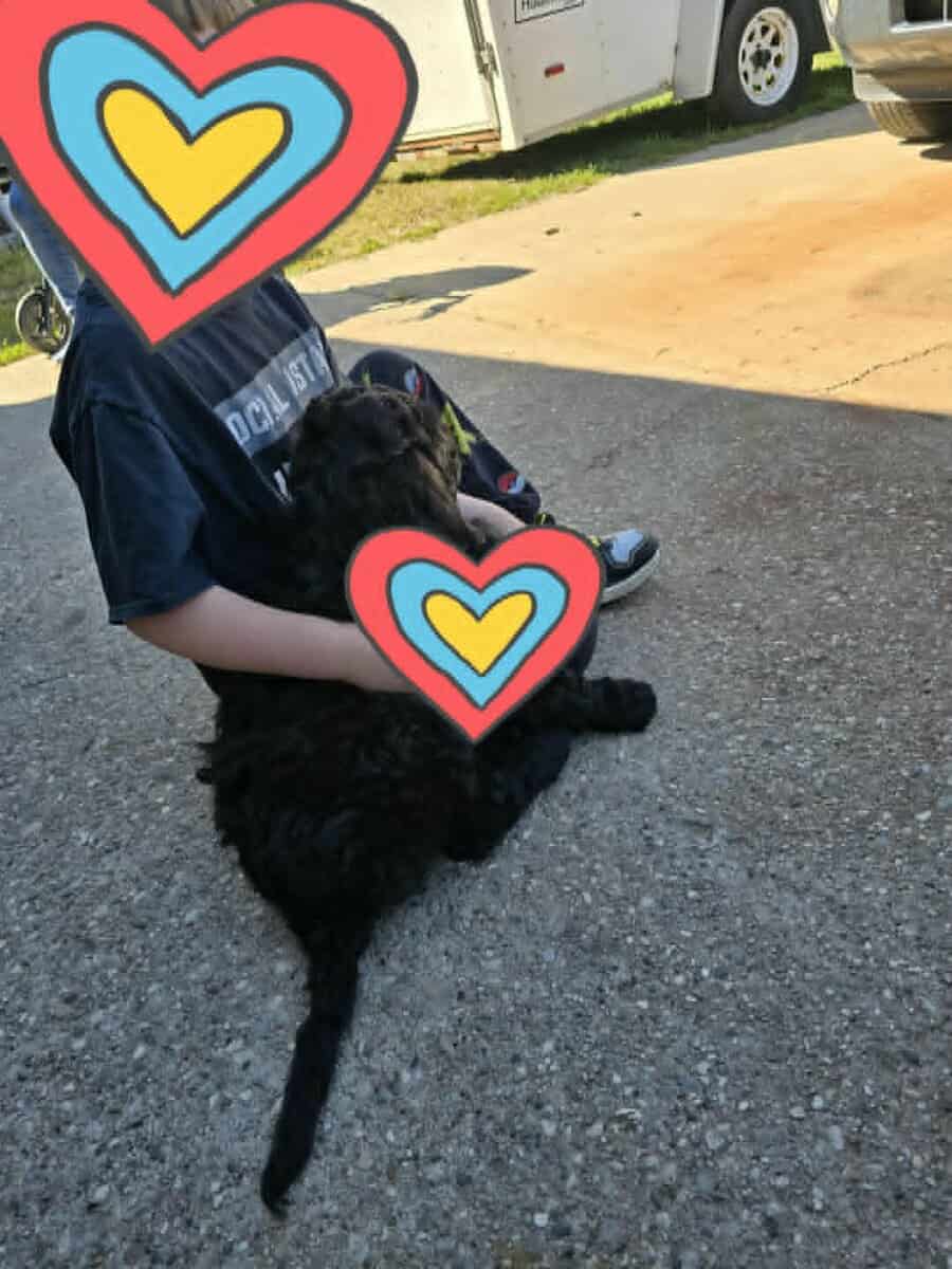 Legend -7 month old goldendoodle image 2
