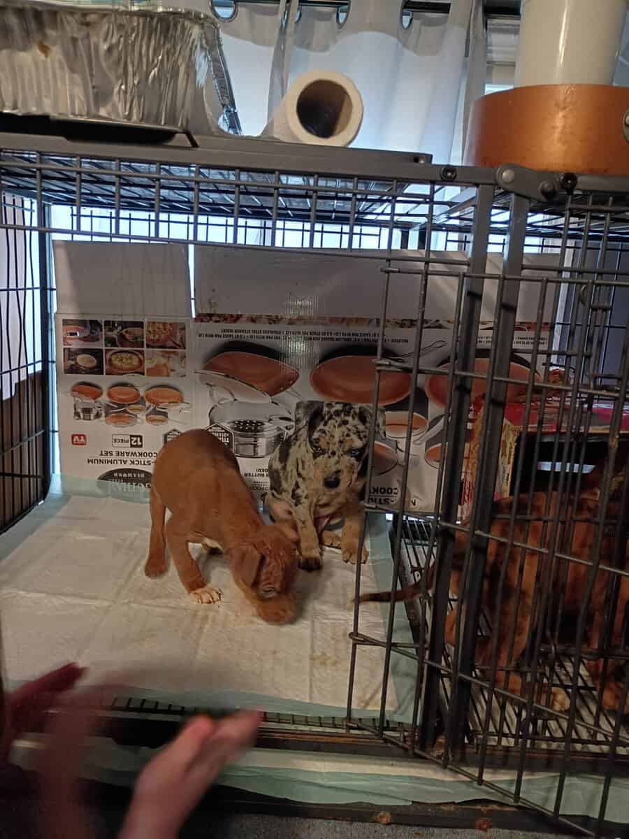 Pitbulls puppy 1 girl and 3 boys left image 9