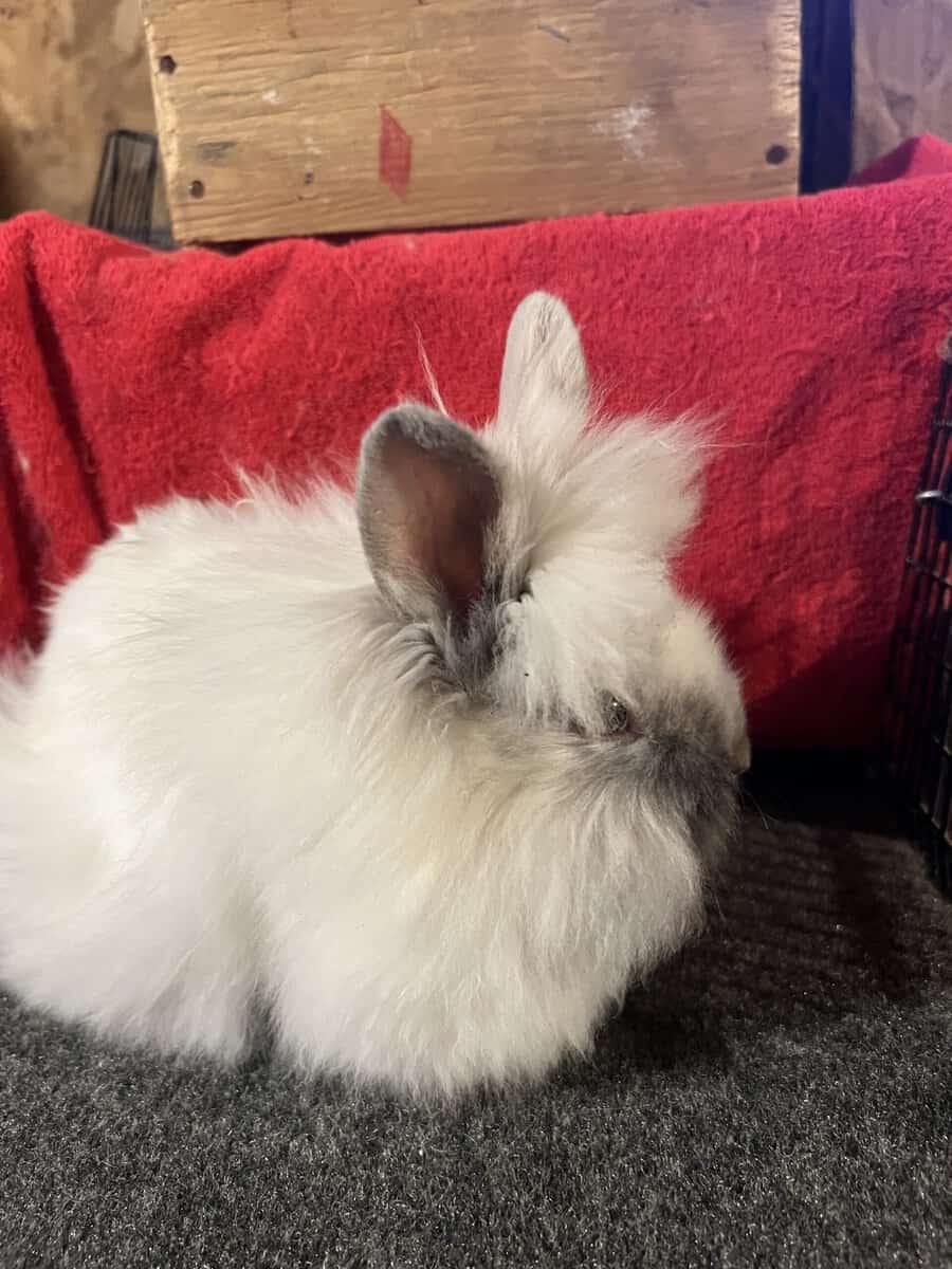 Lionhead Rabbits image 2