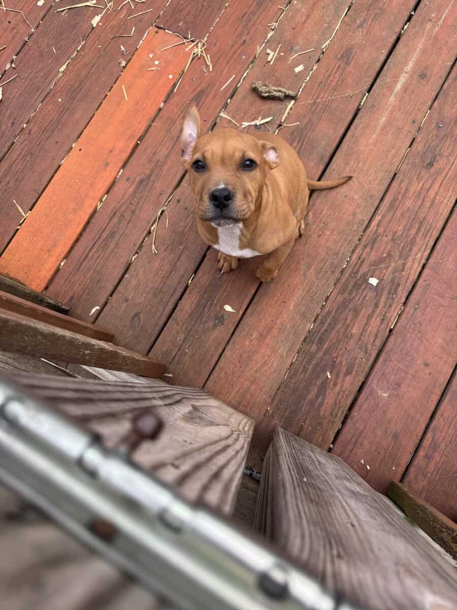 10 week old female American bully / pit bull for s image 6