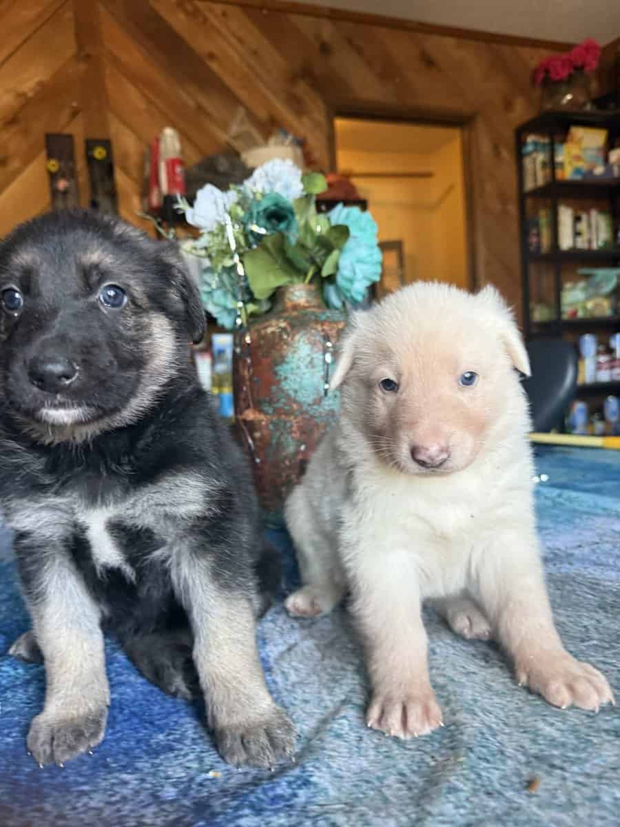 German Shepherd dog image 7
