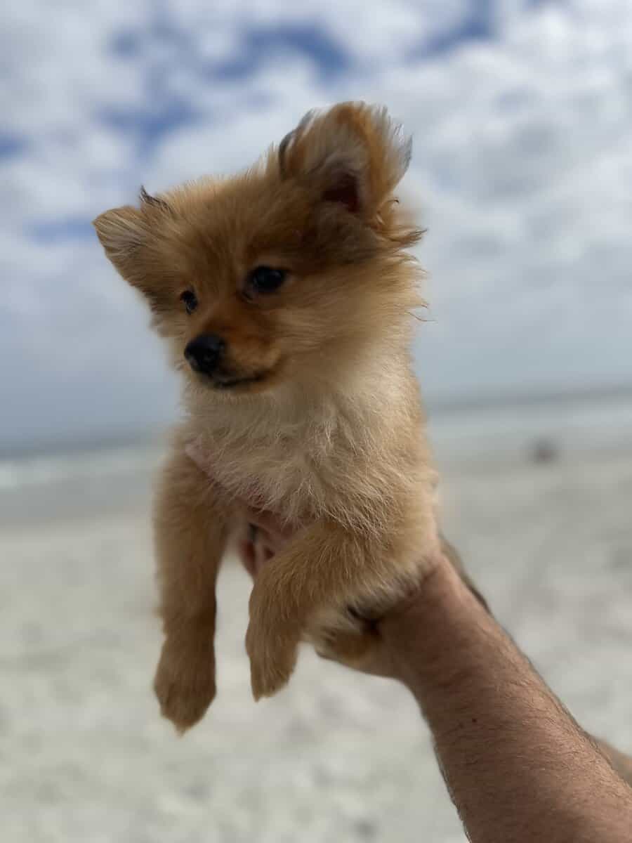 Pomeranian image 3