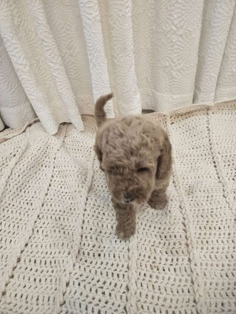 Mini Golden Doodles puppies image 1