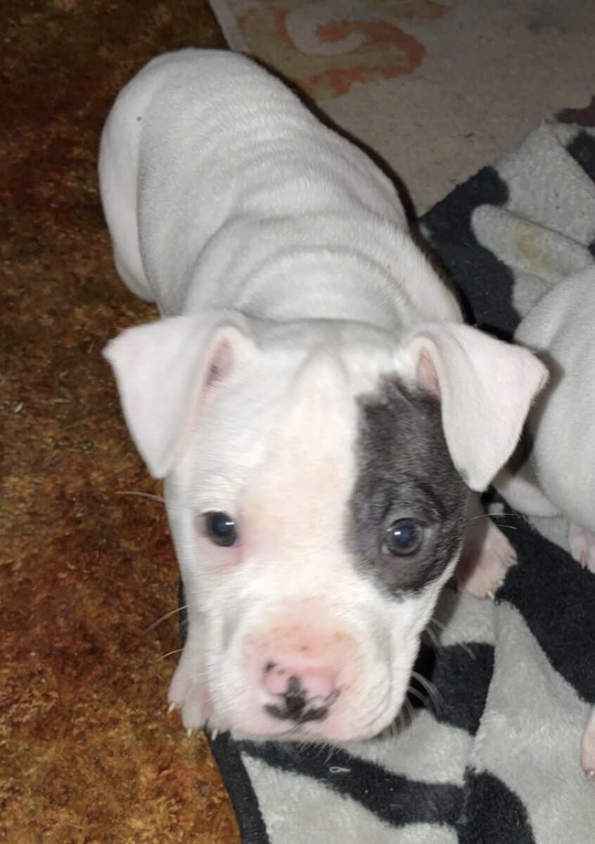 American Bully Pups image 3