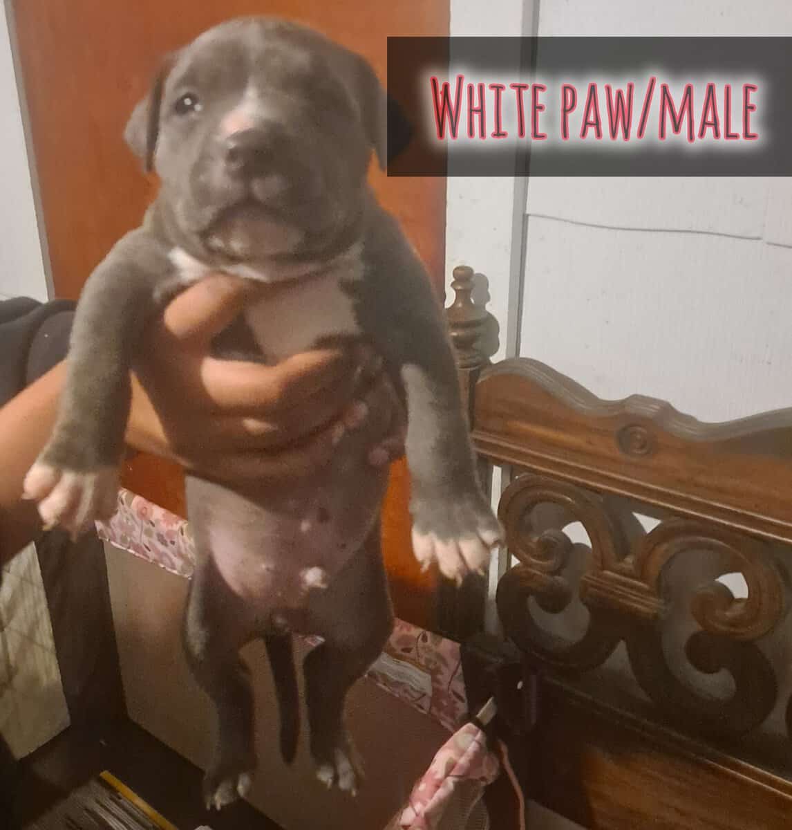 BRAND NEW AMERICAN BULLYS AVAILABLE image 6