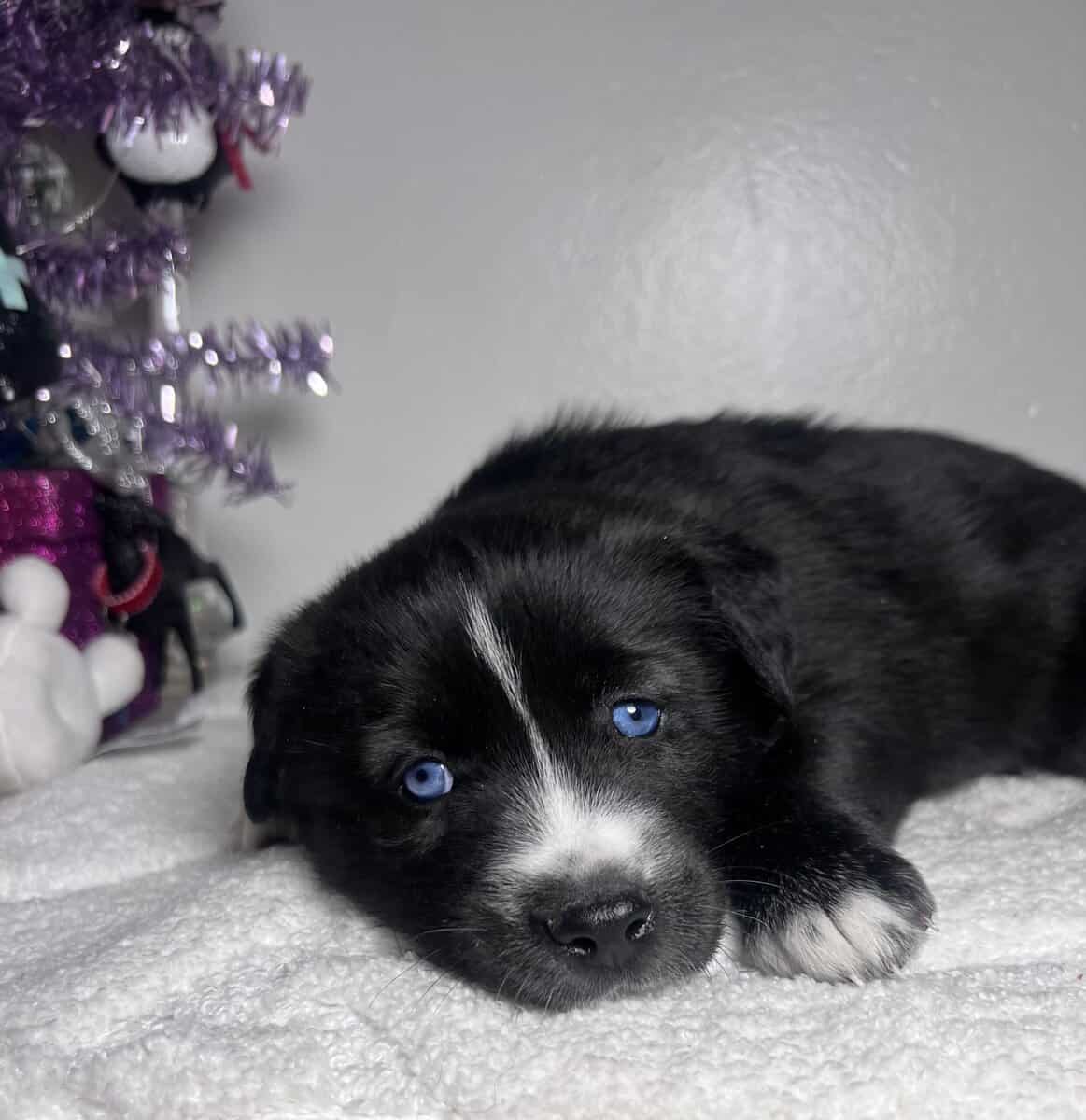 Pomsky Mix image 1