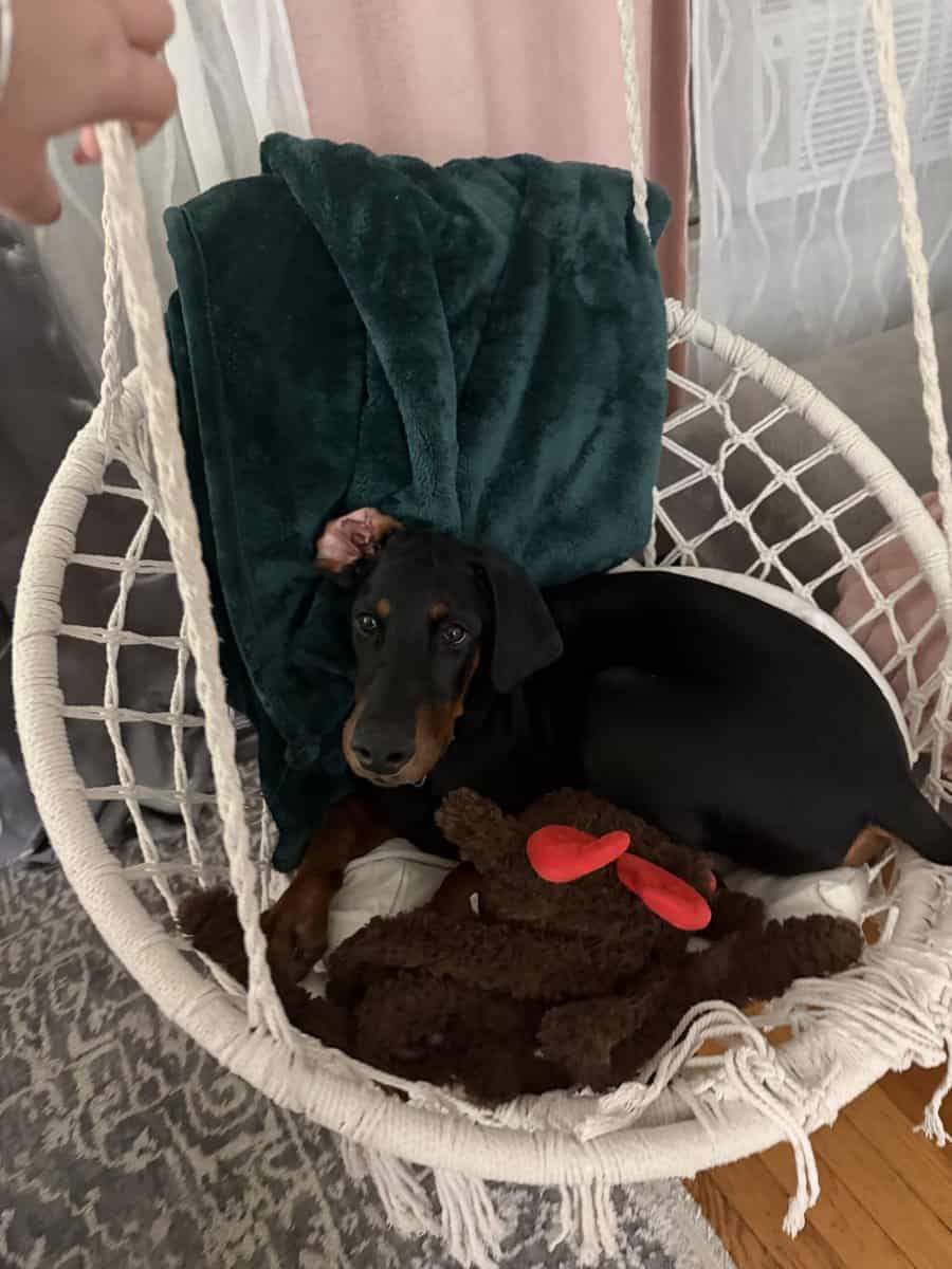 Loving & Smart 4-Month-Old Male European Doberman image 5