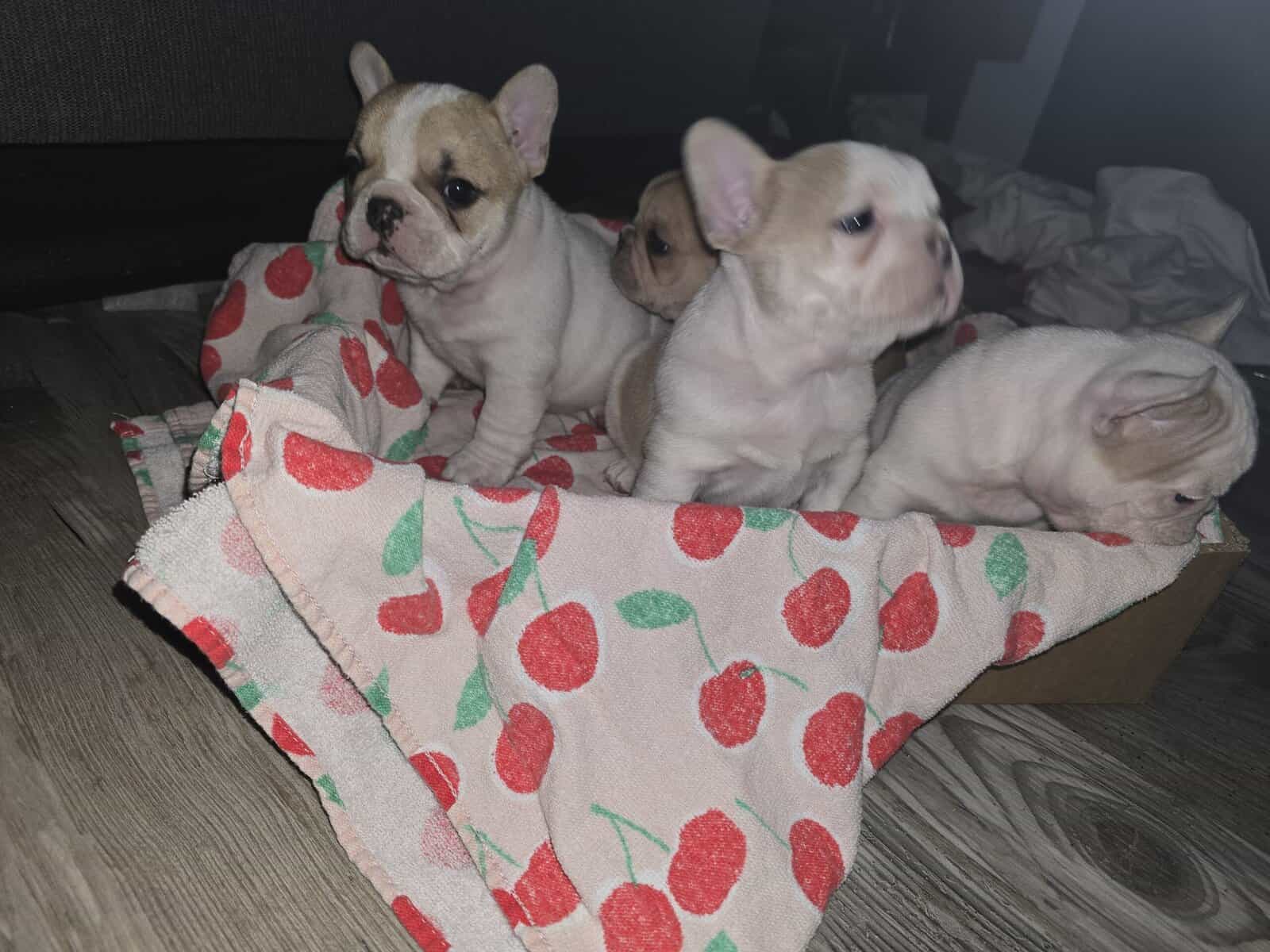 French bulldogs male image 5