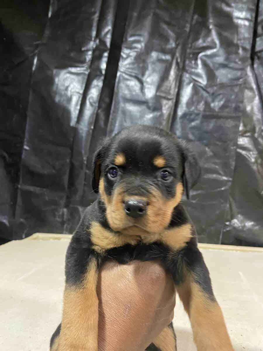 breeder image 4